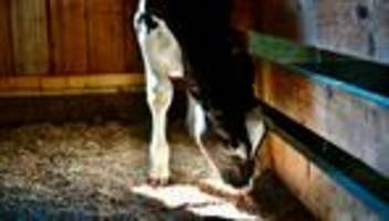 biomilch: wie viel weide braucht das Ökorind?
