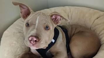 hund churro stammt aus unseriöser zucht und sucht erfahrene halter