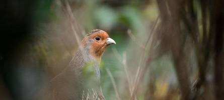 Bedrohtes Rebhuhn zum Vogel des Jahres gewählt