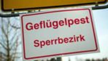 geflügelpest: vogelgrippe im kreis dingolfing-landau nachgewiesen