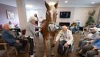 Haflinger Wega: Kommt ein Pferd in den Speisesaal - Stute besucht Pflegeheim