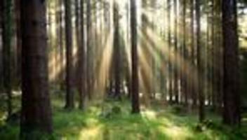 lange irrfahrt: 80-jähriger autofahrer steckt stundenlang im wald fest