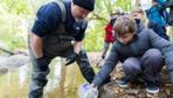 tiere: schüler setzen 3.000 junge lachse in hannover aus