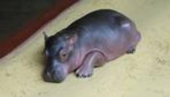 Tiere: Zoo Berlin: Flusspferd-Baby entwickelt sich gut