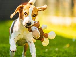 verhaltensbiologie: auch hunde können spiel-sucht zeigen