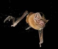 Auf frischer Tat ertappt: Europas größte Fledermaus frisst Vögel in der Luft