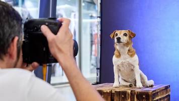 einfach wau! hier posieren hunde für das perfekte erinnerungsfoto