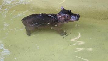 große augen, wackelnde ohren: so süß planscht das hippo-baby