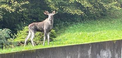 schwarzwald: elch in oberwolfach gesichtet - wird er heimisch?