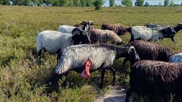 wolfsattacke in handeloh: heide-schäfer verliert 16 schnucken