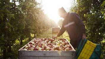 Äpfel aus dem Alten Land: Wo man jetzt noch selbst pflücken kann