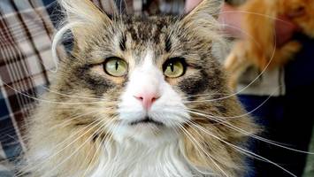 „qualzucht“: tierschützer kritisieren katzen-schau in hittfeld