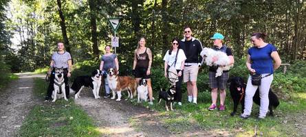 mehr als sitz, platz und bleib: damit der spaziergang mit dem hund nicht zum desaster wird
