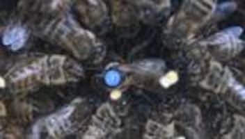 fleißige insekten: imker bereiten bienen auf winter vor