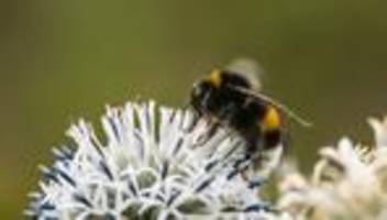 Flora und Fauna: Fast 100 Wildbienenarten in Europa zusätzlich bedroht