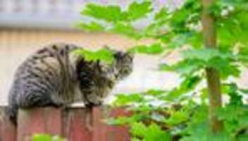 tiere: ministerium: kastration von streunerkatzen zeigt wirkung
