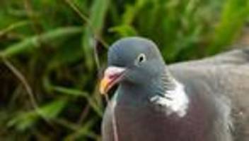 tierquälerei: pommes gefressen: mann tritt taube tot