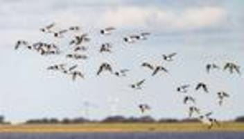 Umweltschutz: Wattenmeer stärker bedroht: Klimawandel und Windparks