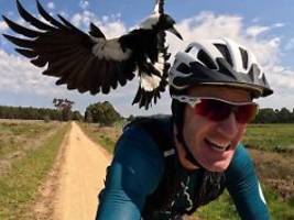 aggressive flötenkrähenstare: magpies attackieren überraschend aus der luft