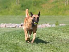 drei rassen besonders auffällig: studie: hunde können spielsüchtig werden