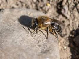 Sorge um Obst und Gemüse: Fast 100 weitere Wildbienenarten sind bedroht
