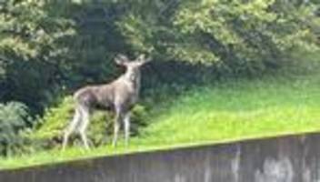 tiere: für bayern bestimmter elch im schwarzwald gefangen