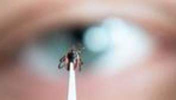 Überträger von krankheiten: mehr als 13.000 borreliose-fälle in hessen