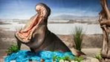 Flusspferde in der Eiszeit: Die Dicken vom Oberrhein
