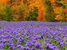 Die Wetterwoche im Schnellcheck: Es wird mild mit einem Hauch von goldenem Herbst