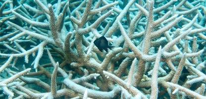 klimawandel: sind die korallenriffe schon verloren? global tipping points report
