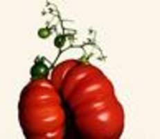 ernährung: mehr gentechnik im essen?