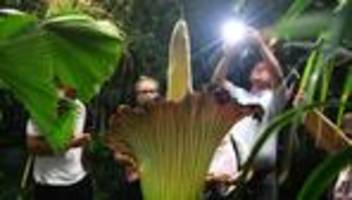Seltsamer Diebstahl: Titanenwurz David aus Dortmunder Park gestohlen