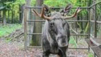 tiere: elch-reise bleibt rätselhaft - jetzt ermittelt die polizei
