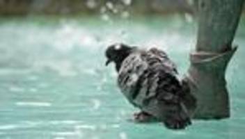 Tierquälerei: Taube totgetreten – Ermittlungen nach Tierschutzgesetz