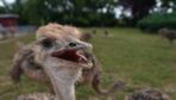 verkehr: acht strauße stranden auf autobahn 99