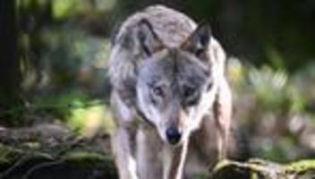 Abschuss von Wölfen: Bundesregierung schafft Grundlage für erleichterten Wolfsabschuss
