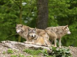 Teil der heimischen Natur: Bund hält Wolf nicht länger für gefährdet - Tier kommt ins Jagdrecht