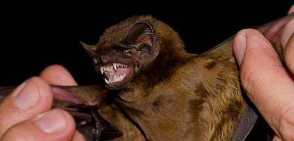 Europas größte Fledermaus (Riesenabendsegler) fängt und frisst Vögel in der Luft