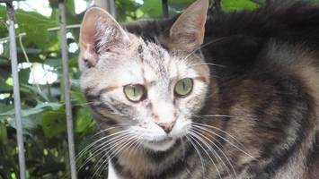 drei jahre wartezeit: katzenduo hofft auf gemeinsames zuhause