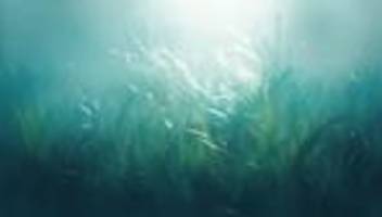seegras: unter wasser sprießen wiesen