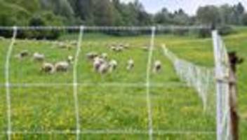 tiere lagen tot auf der weide: 18 schafe im landkreis cuxhaven gerissen