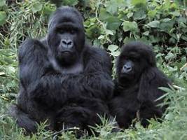 großmutter-these wankt: warum gorilla-weibchen noch lange nach letzter geburt leben