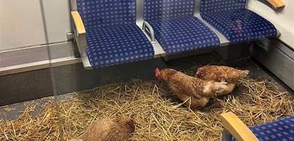 Deutsche Bahn: Wer hat die S-Bahn Köln zu einem Hühnerstall gemacht?