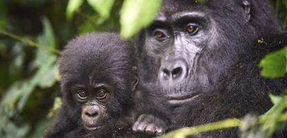 Gorilla-Weibchen leben Jahre nach letzter Fortpflanzung weiter