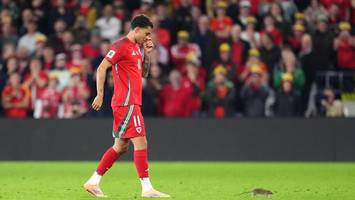 kurioser zwischenfall: ratten-alarm in der wm-quali