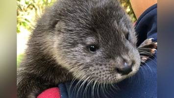 „Extrem niedlich“: Baby-Otter Nils muss mit Flasche aufgezogen werden