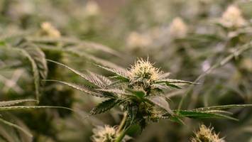 Cannabisanbau sorgt für einen erbitterten Nachbarschaftsstreit