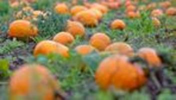 Suppenzutat und Halloween-Deko: Kürbisernte in Baden-Württemberg: Qualität gut, Menge sinkt