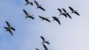 Vogelzug: Mehr als 100.000 Kraniche sind gerade in Deutschland