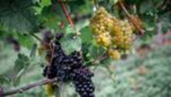 Wein: Weinernte fällt geringer aus als angenommen